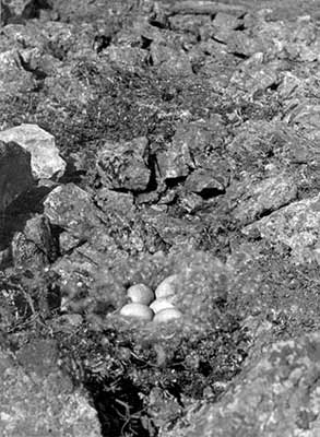 A nest of a polar bird - 5 eggs