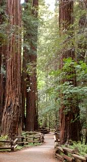 Large Redwood Picture
