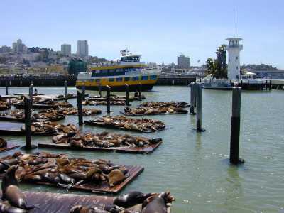 Sea lions between Pier 39 and Pier 41